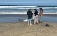 Participa Gobierno de Ensenada en operativo para regresar al mar a un delfn varado en la zona costera