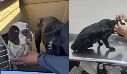 FGE rescata a caninos v�ctimas de maltrato en cateo