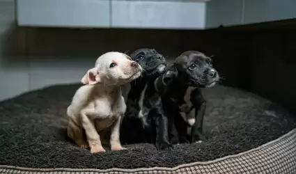 Perro perros perritos