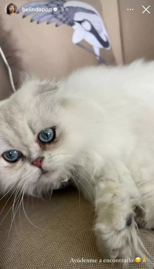 Belinda busca a su gatito
