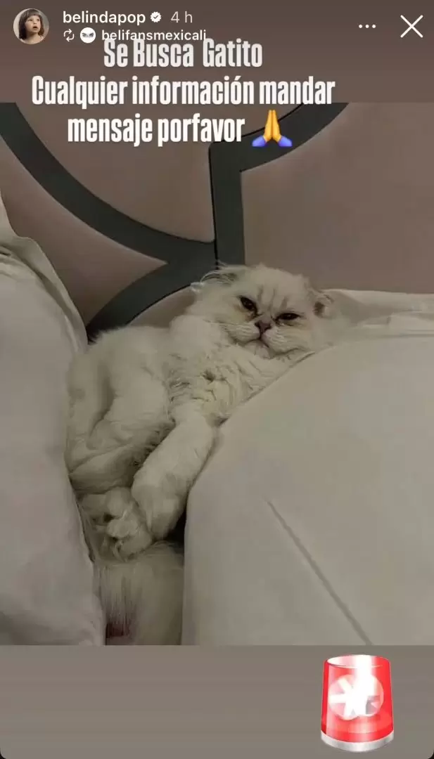 Belinda busca a su gatito