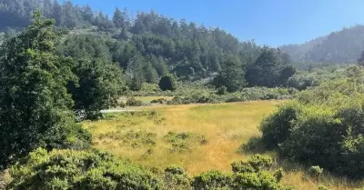 Restauración ambiental