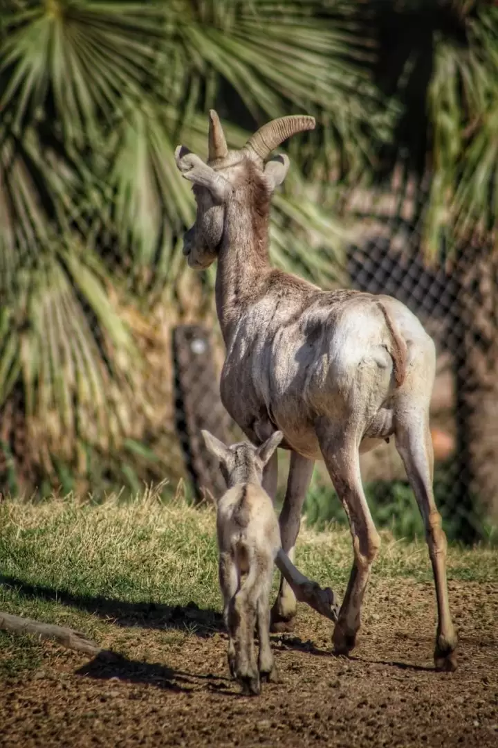 Familia de borregos cimarrn en el Bosque y Zoolgico de Mexicali