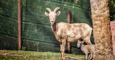 Familia de borregos cimarrón en el Bosque y Zoológico de Mexicali