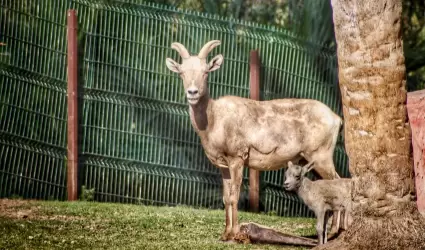Familia de borregos cimarrón en el Bosque y Zoológico de Mexicali