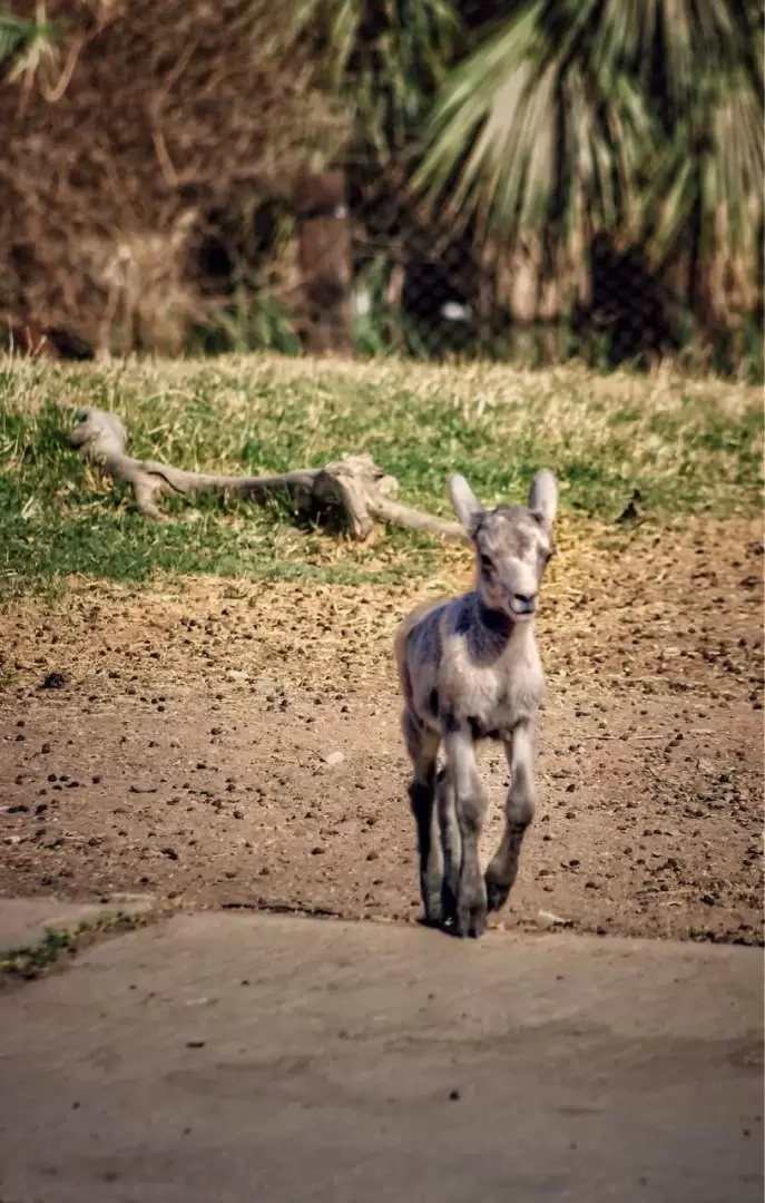 Familia de borregos cimarrn en el Bosque y Zoolgico de Mexicali