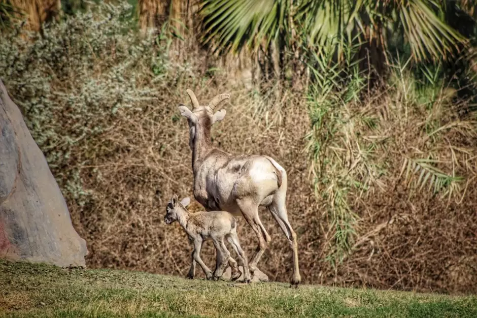 Familia de borregos cimarrn en el Bosque y Zoolgico de Mexicali