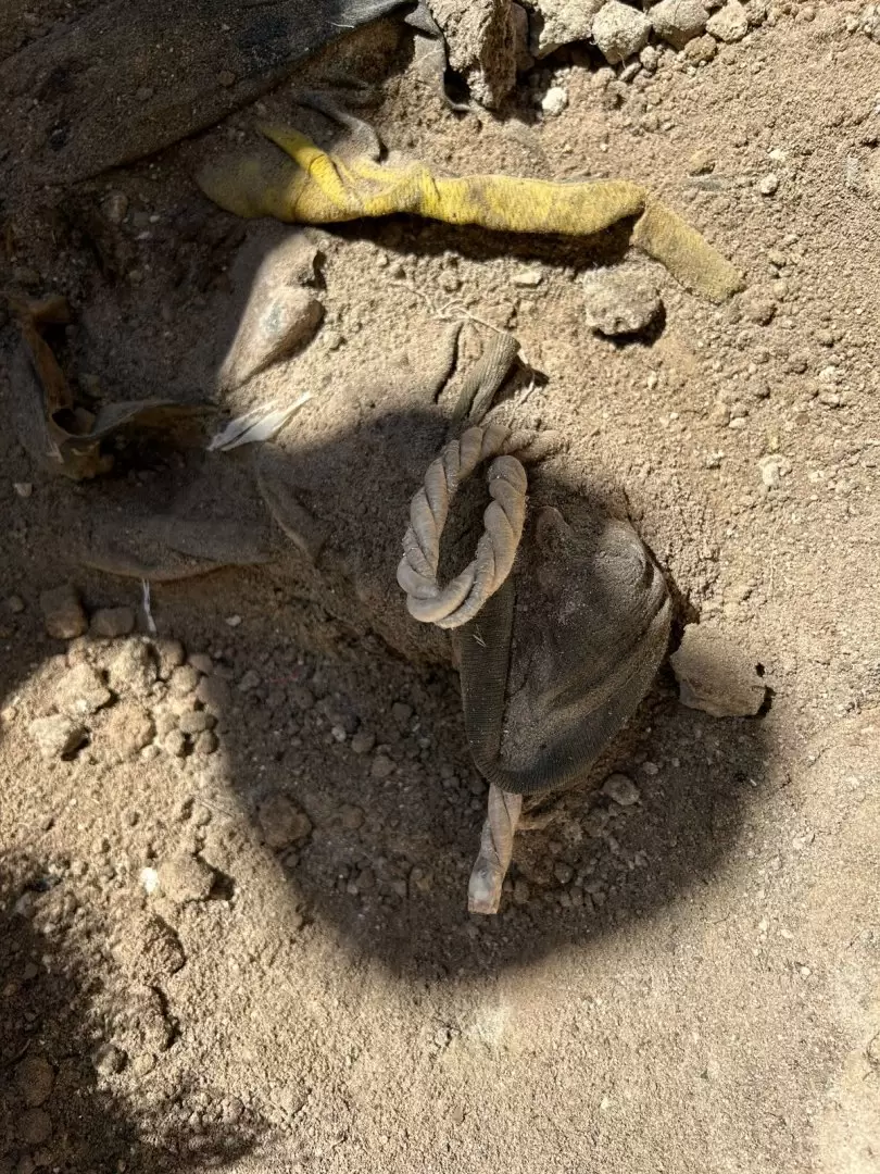 Colectivo Familiares Unidos Buscando a Nuestros Desaparecidos