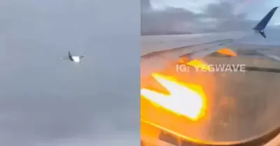 Conejo en avión