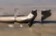 Gobierno Municipal de Playas de Rosarito Llama a la Ciudadana a No Tocar Lobos Marinos Varados