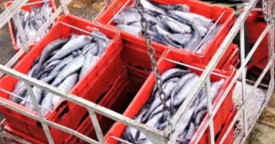 Pesquería de merluza