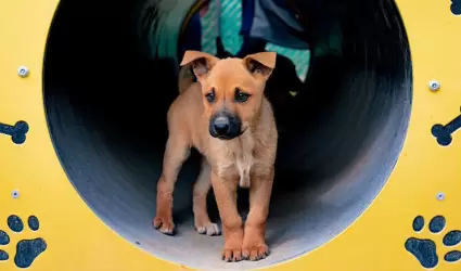 Perro