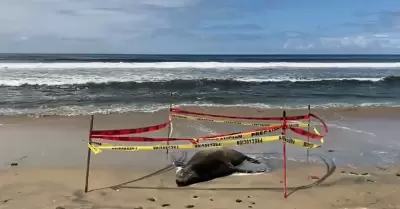 Lobo marino varado