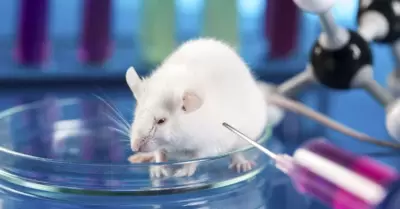 Día Internacional del Animal de Laboratorio