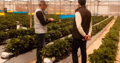 Cultivos