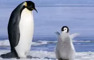 Hoy es el Da Mundial de los Pinginos 2025