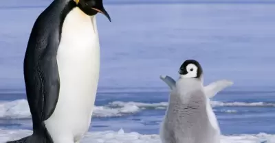 Día Mundial de los Pingüinos