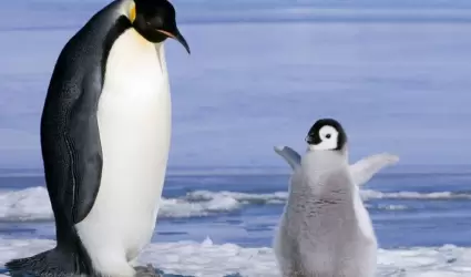 Da Mundial de los Pinginos