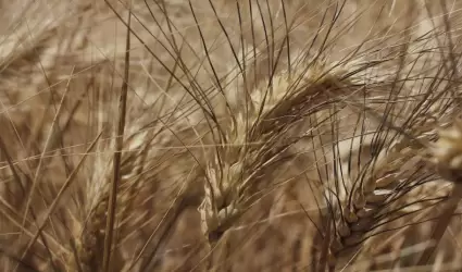 Por concluir SADERBC la dispersi�n del programa de rendimiento al trigo cristali