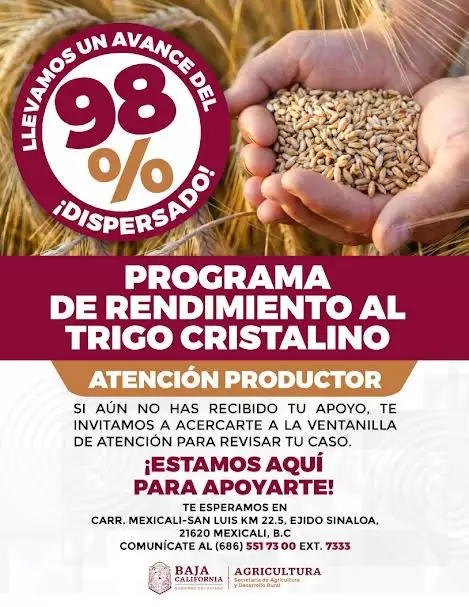 Por concluir SADERBC la dispersin del programa de rendimiento al trigo cristalino