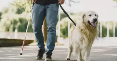 Perro Guía