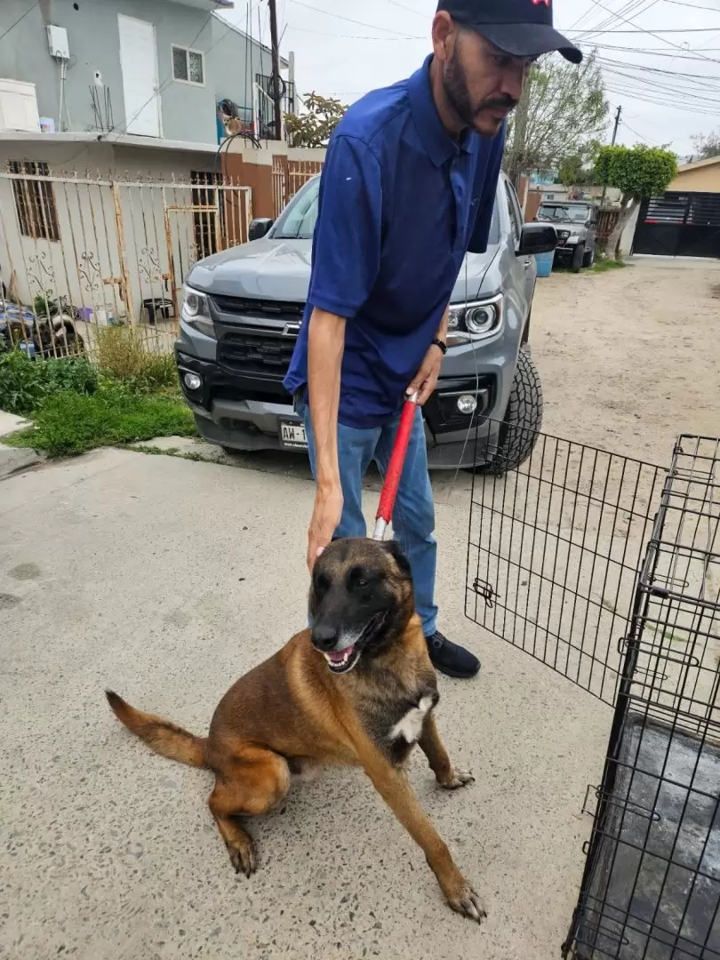 8 caninos vctimas de maltrato animal rescatados en la colonia Obrera