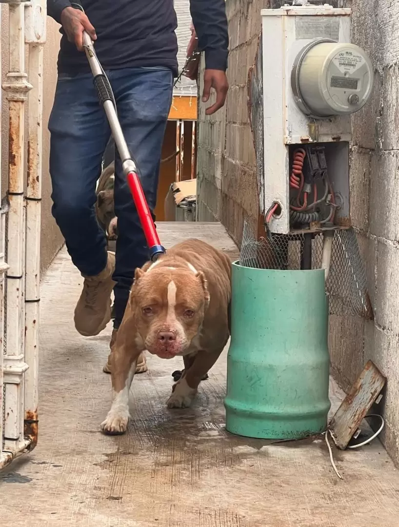 8 caninos vctimas de maltrato animal rescatados en la colonia Obrera