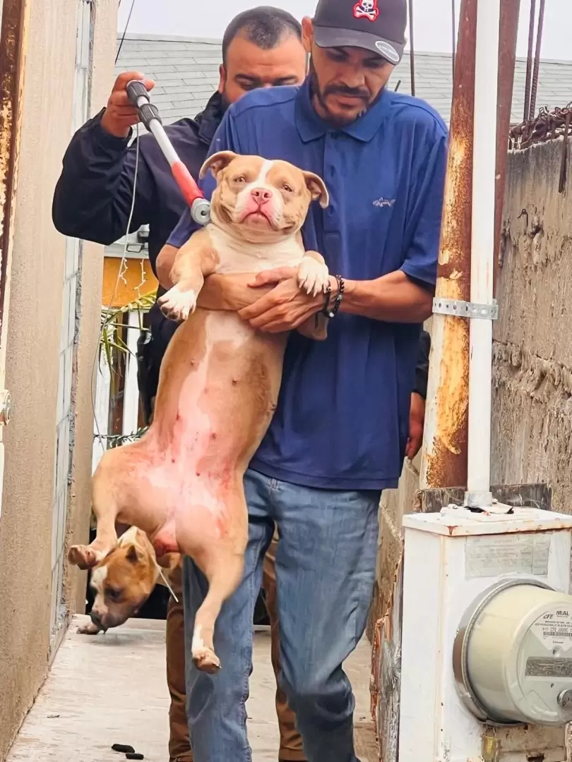 8 caninos vctimas de maltrato animal rescatados en la colonia Obrera