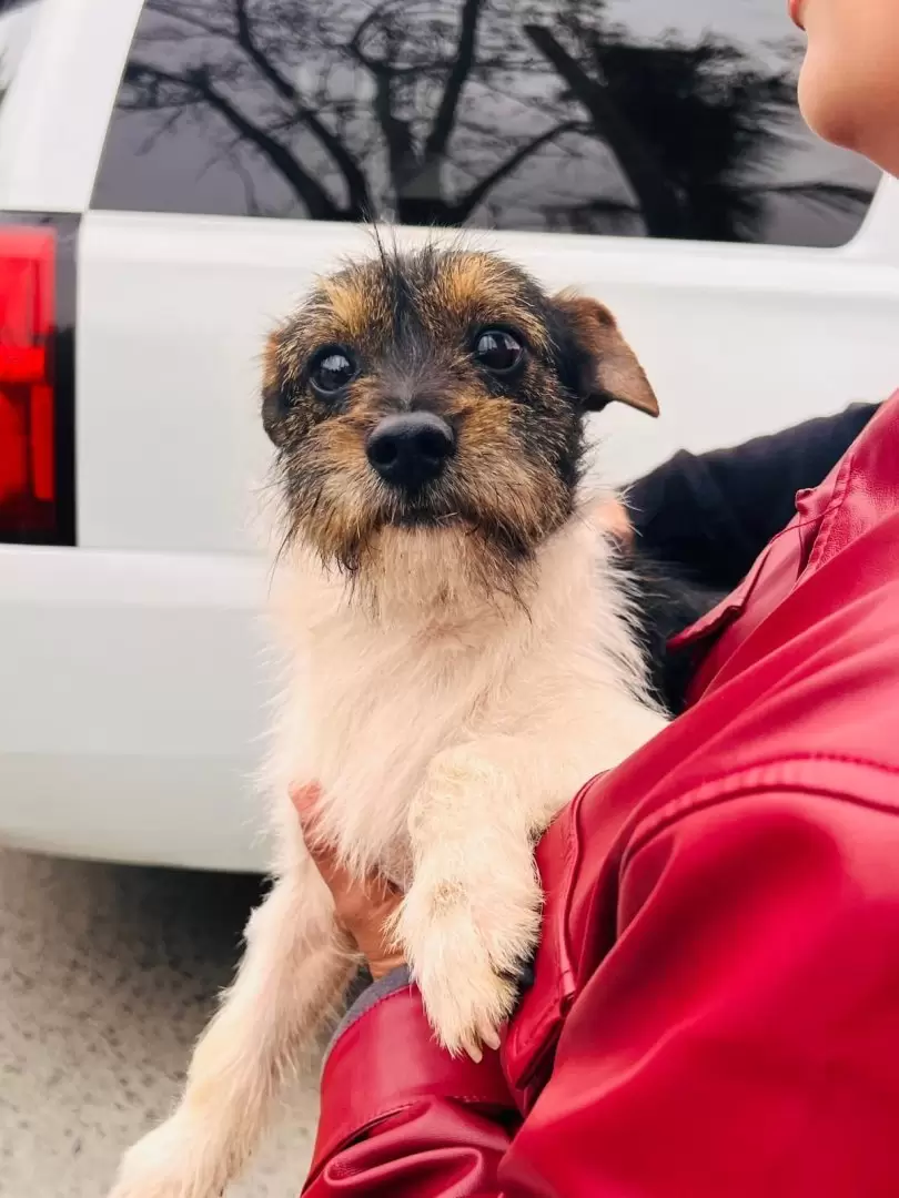 8 caninos vctimas de maltrato animal rescatados en la colonia Obrera