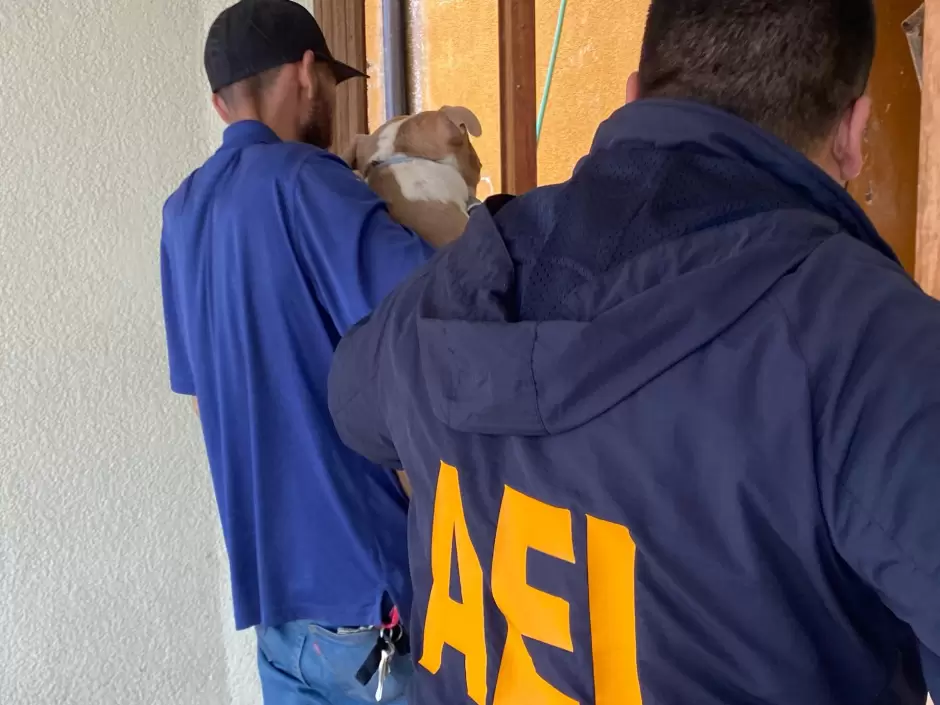 8 caninos vctimas de maltrato animal rescatados en la colonia Obrera