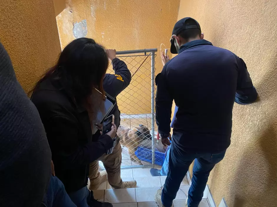 8 caninos vctimas de maltrato animal rescatados en la colonia Obrera