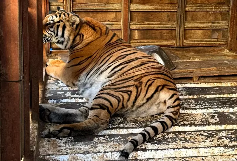 Cateo de fauna silvestre