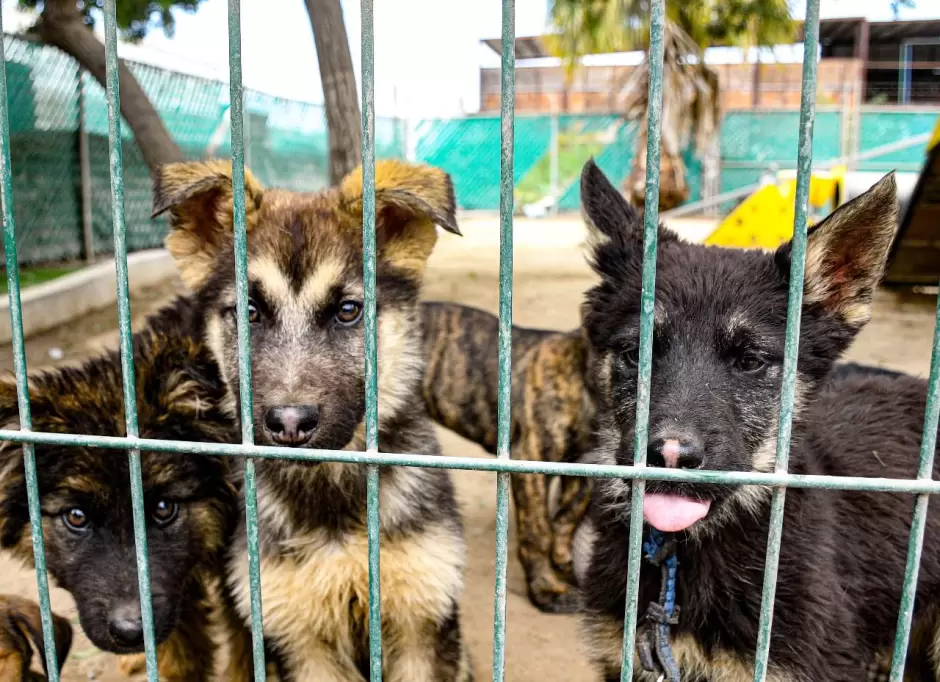Mascotas en adopcin
