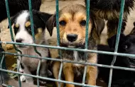 Gobierno federal prepara nueva Ley de Cuidado Animal