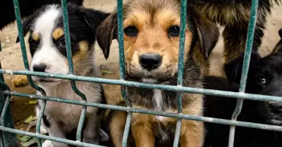 Mascotas en adopción