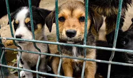 Mascotas en adopcin