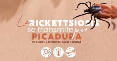 Prevencin de la rickettsiosis