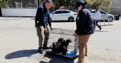 Rescate de caninos