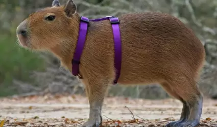 Capibara