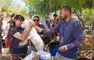 Llaman a prevenir y detectar la rickettsiosis en zonas vulnerables de Tijuana