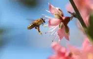 Da Mundial de las Abejas 2025