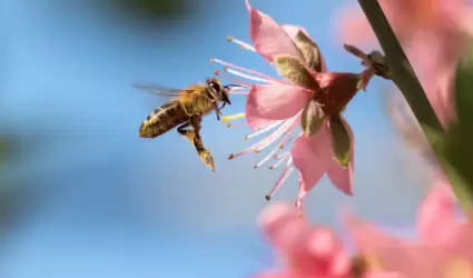 Abeja