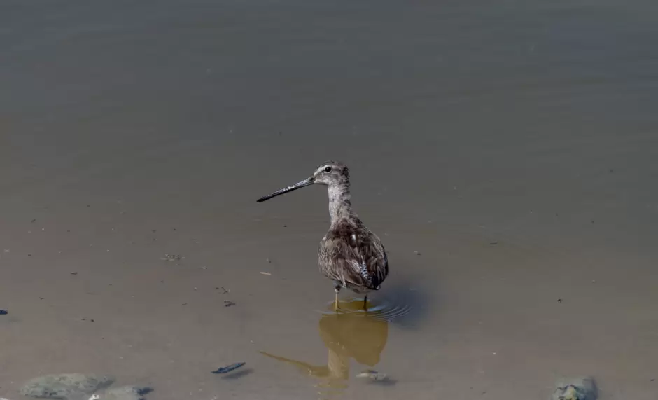 Restauracin del Mar de Salton