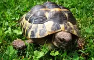 Hoy es el Da Mundial de la Tortuga