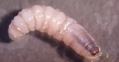 Gusano barrenador