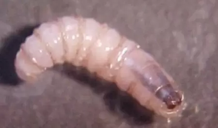 Gusano barrenador