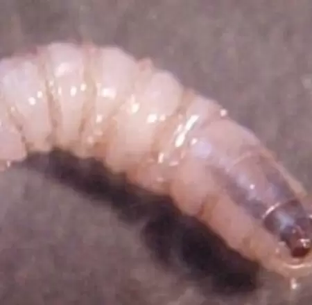 Gusano barrenador