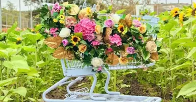 Flores