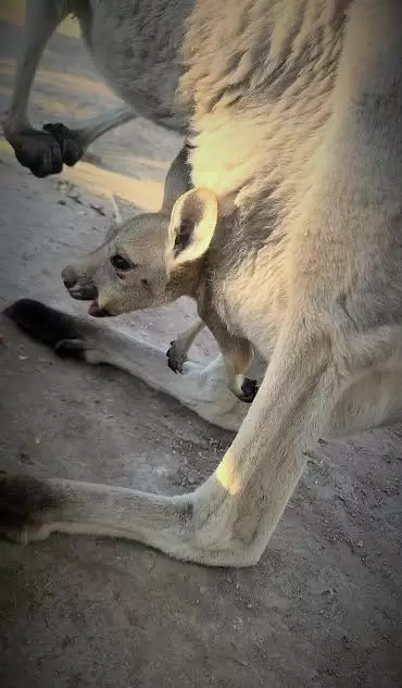 Nace cra de canguro en el Zoolgico de Mexicali