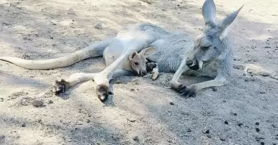 Nace cría de canguro en el Zoológico de Mexicali